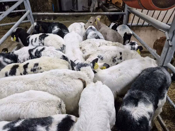 Bovinos (lote, sexo no especificado), Ganado vacuno