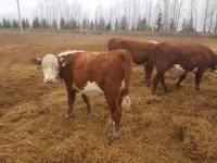 Бух, Russian Black pied cattle — 2 зураг