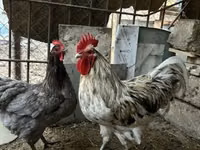 澳洲黑 — 照片 1
