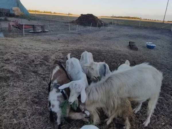 बकरा, Saanen goat
