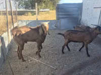 बकरी, Alpine goat — फ़ोटो 4