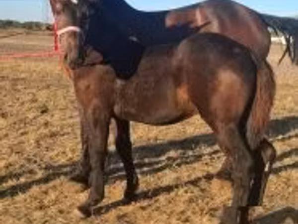 Адуу, Percheron