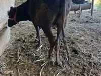 Bull, Cattle — photo 1