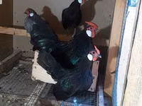 Chickens — photo 1