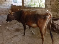 गाय, अज़रबैजान ज़ेबू — फ़ोटो 2