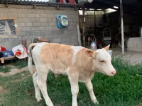 Bull, Montbéliarde — photo 1