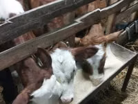 ثور, Simmental cattle — الصورة 7