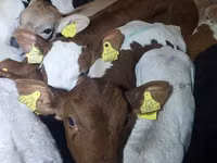 牛只（批次，未指定性别）, Cattle — 照片 4