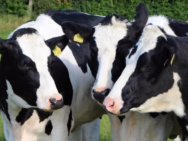 Үнээ, Russian Black pied cattle
