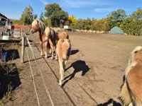 घोड़ी, Haflinger — फ़ोटो 5