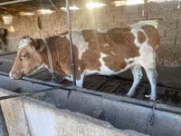 بقرة, Simmental cattle — الصورة 3