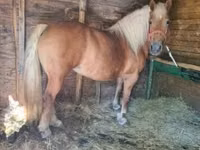 Mare, Horses — photo 3