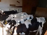 ثور, Russian Black pied cattle — الصورة 3
