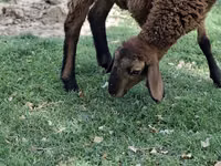 Sheep (batch, sex not specified), Sheep — photo 3