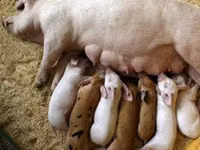 Premixuri pentru păsări şi animale / Премиксы для птиц и животных — 照片 5