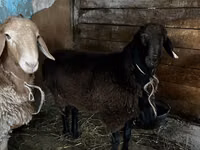 Ram, Rhon sheep — photo 6
