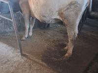Bull, Cattle — photo 1