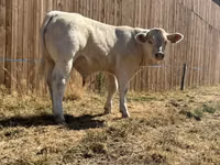 Bull, Cast cow — photo 6