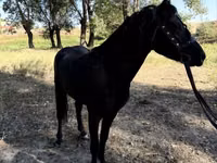 خيول (دفعة، الجنس غير محدد), American shetland pony — الصورة 6