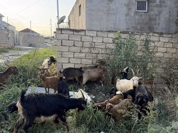عنزة, الماعز