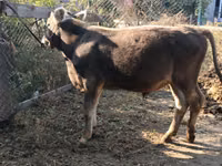 सांड, Swiss cattle — फ़ोटो 4