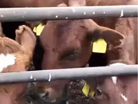Kuh, Swiss cattle — Foto 2