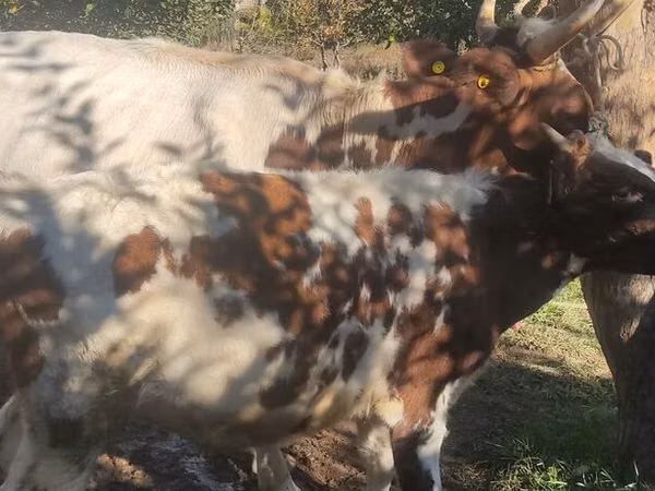 गाय, ऐरशायर