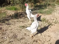 Shamo chickens — photo 5