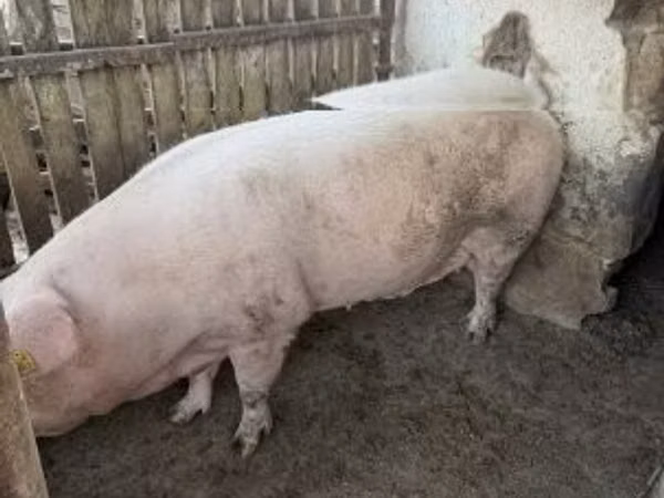 मादा सूअर, 