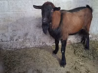 Ямааны ухна, Italian Alpine goat — 3 зураг