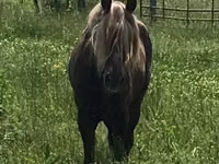 घोड़ा, Rocky Mountain Horse — फ़ोटो 4