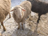 Schaf, Romanov sheep — Foto 4
