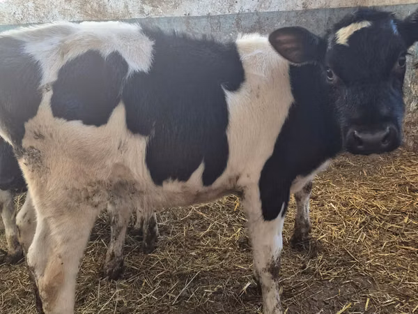 ثور, Russian Black pied cattle