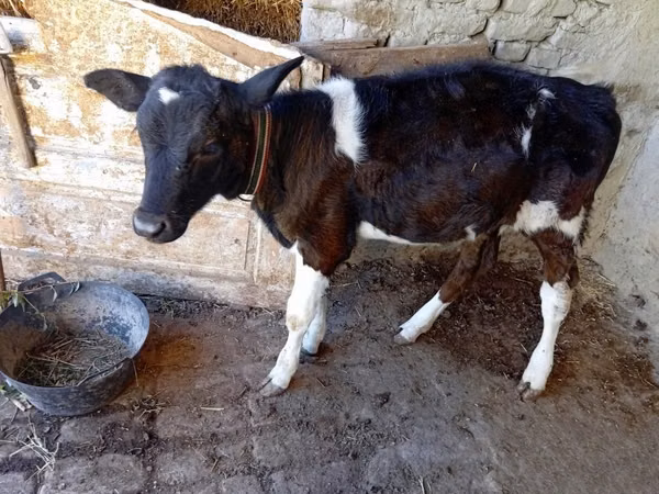 Vaca, Ganado vacuno