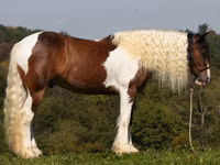 Адуу, Pinto horses — 2 зураг