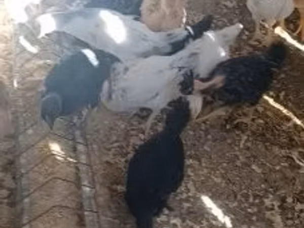 Аям Цемани