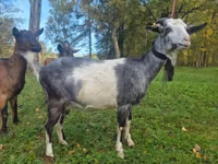 बकरी, Alpine goat — फ़ोटो 3