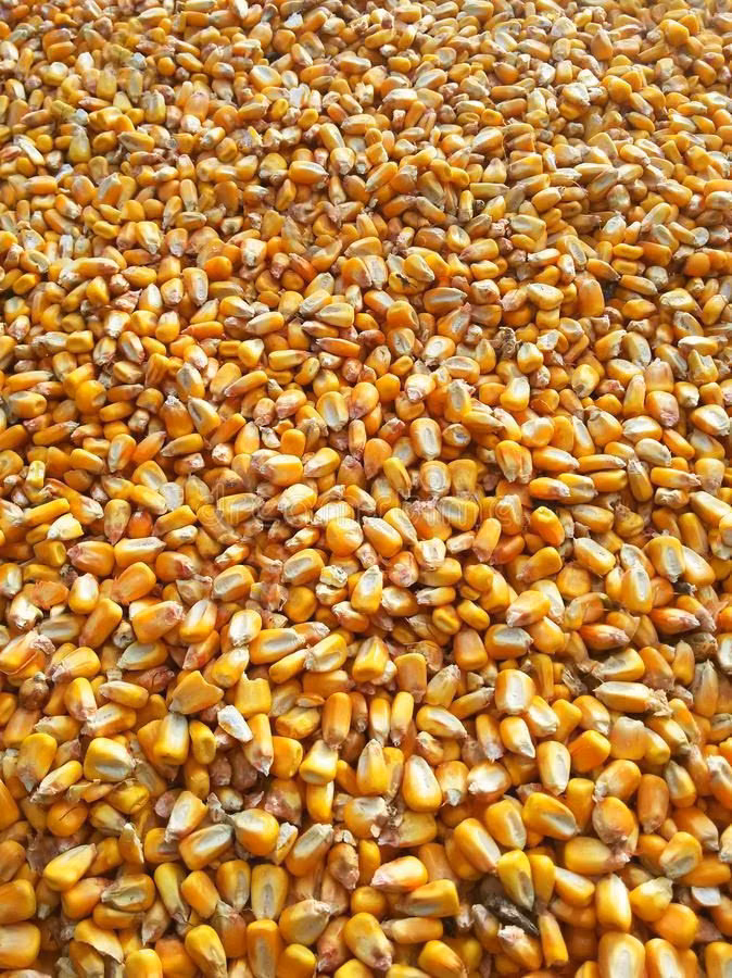 Cumpar 10 tone de graunta in saci aduse acasa cu 3 lei/kg