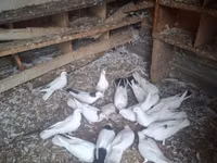 Chickens — 3 зураг