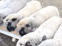Хуц, Shroshire sheep — 1 зураг