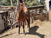 घोड़ा, Thoroughbred horse — फ़ोटो 2
