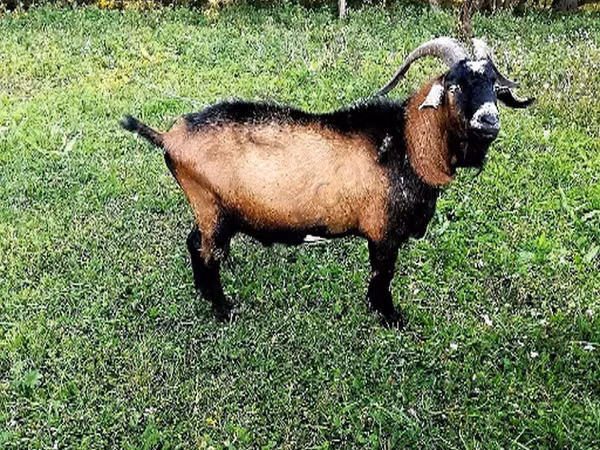 बकरा, Czech Brown Shorthaired goats