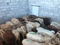 نعجة, Beulah Speckled face sheep — الصورة 5