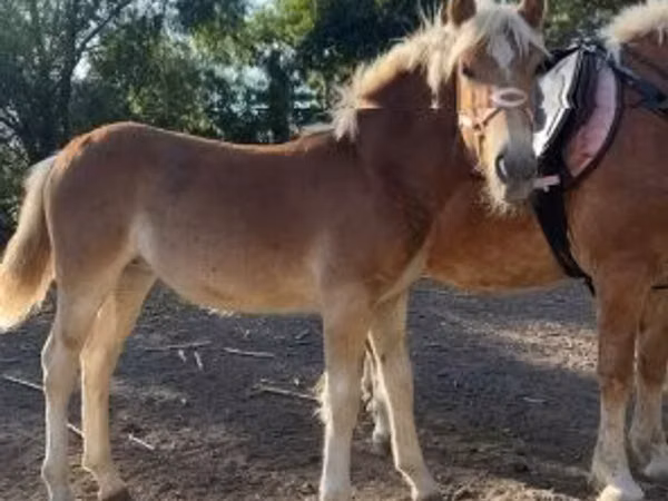 母马, Haflinger