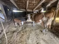母牛, Limousin cow — 照片 1
