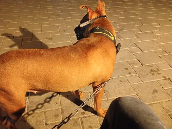 🐕 PİTBULL SATILIR! 🔹 Yaşı: 1 yaş 5 aylıq 🔹 Xarakteri: Sahibinə bağlı