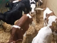 Bovinos (lote, sexo no especificado), Simmental cattle — foto 4