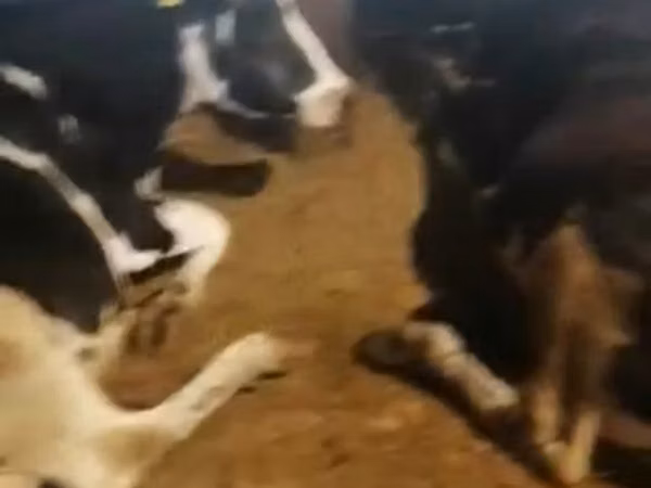 Cow, Swiss cattle