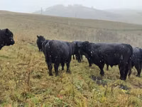 Kuh, Galloway-Rind — Foto 4