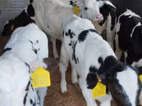Bovinos (lote, sexo no especificado), Russian Black pied cattle — foto 3